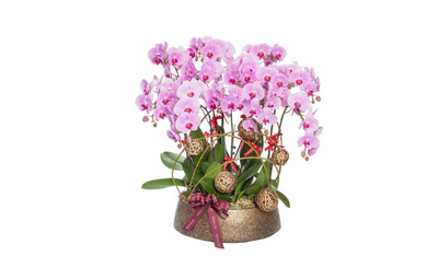 Orchid Care Tips